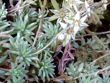 Sedum hispanicum / Borracina glauca